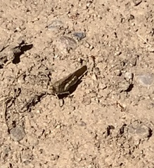 Oedipodinae