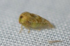 Smiliini