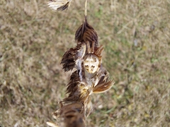 Larinioides cornutus