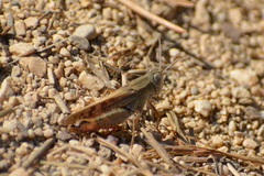 Calliptamus italicus