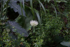 Trifolium caucasicum