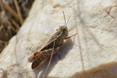 Calliptamus italicus