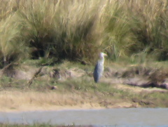 Ardea cinerea cinerea