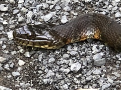 Nerodia sipedon sipedon