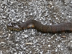 Nerodia sipedon sipedon