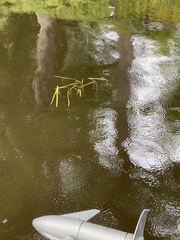 Sparganium fluctuans