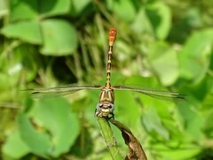 Erpetogomphus designatus