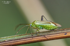 Adelphocoris quadripunctatus
