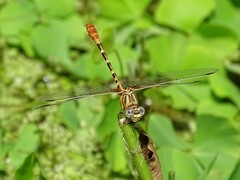 Erpetogomphus designatus
