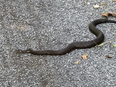 Nerodia sipedon sipedon