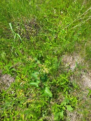 Phlomoides tuberosa