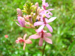Epidendrum secundum