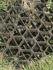 Alligator mississippiensis