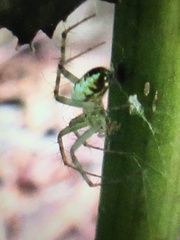 Mangora