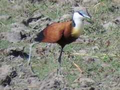 Actophilornis africanus