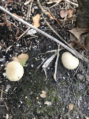 Scleroderma areolatum
