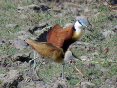 Actophilornis africanus