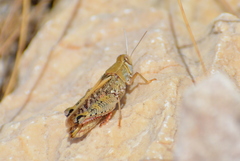 Calliptamus italicus