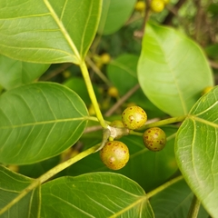 Ficus citrifolia