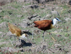 Actophilornis africanus