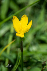 Zephyranthes citrina