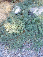 Medicago sativa