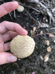 Scleroderma areolatum