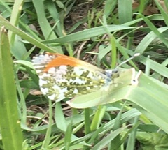 Anthocharis cardamines