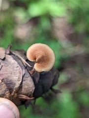 Auriscalpium vulgare