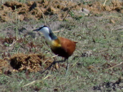 Actophilornis africanus