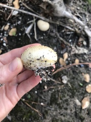 Scleroderma areolatum