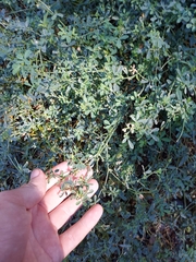 Medicago sativa