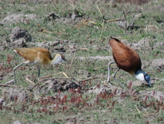 Actophilornis africanus