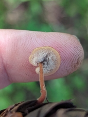 Auriscalpium vulgare