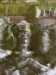 Sparganium fluctuans