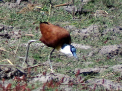 Actophilornis africanus