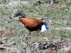 Actophilornis africanus