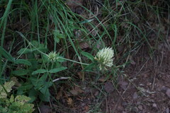 Trifolium caucasicum