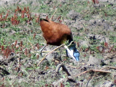Actophilornis africanus