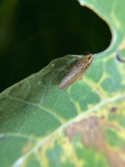Blattella