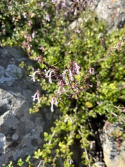 Aeollanthus parvifolius