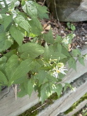 Eurybia