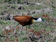 Actophilornis africanus