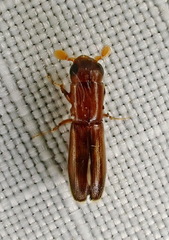 Euplatypus compositus