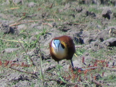 Actophilornis africanus