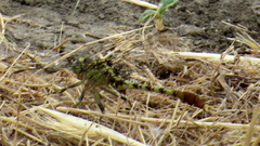 Arigomphus submedianus