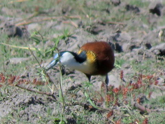 Actophilornis africanus