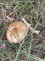 Lactarius quietus