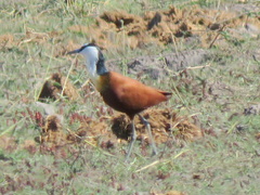Actophilornis africanus