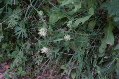 Trifolium caucasicum